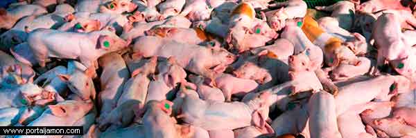 Granja macroproduccion de cerdos Cataluña