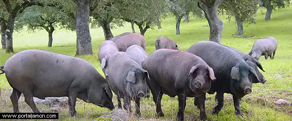 ¿Todos los jamones de bellota son ibéricos?